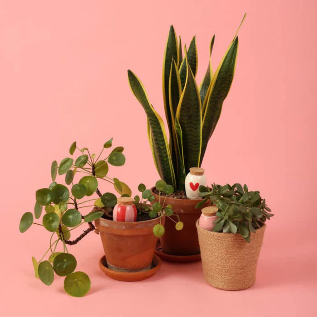 Mini Olla Trio Selbstbewässerungssystem