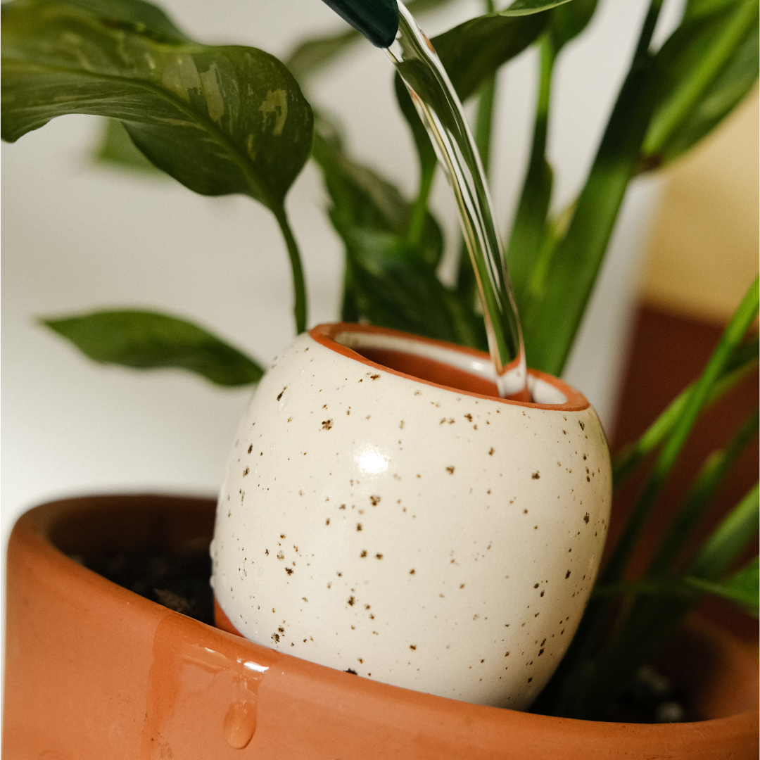 Mini Olla Trio Selbstbewässerungssystem
