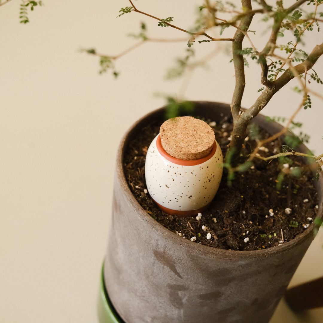 Mini Olla Trio Selbstbewässerungssystem